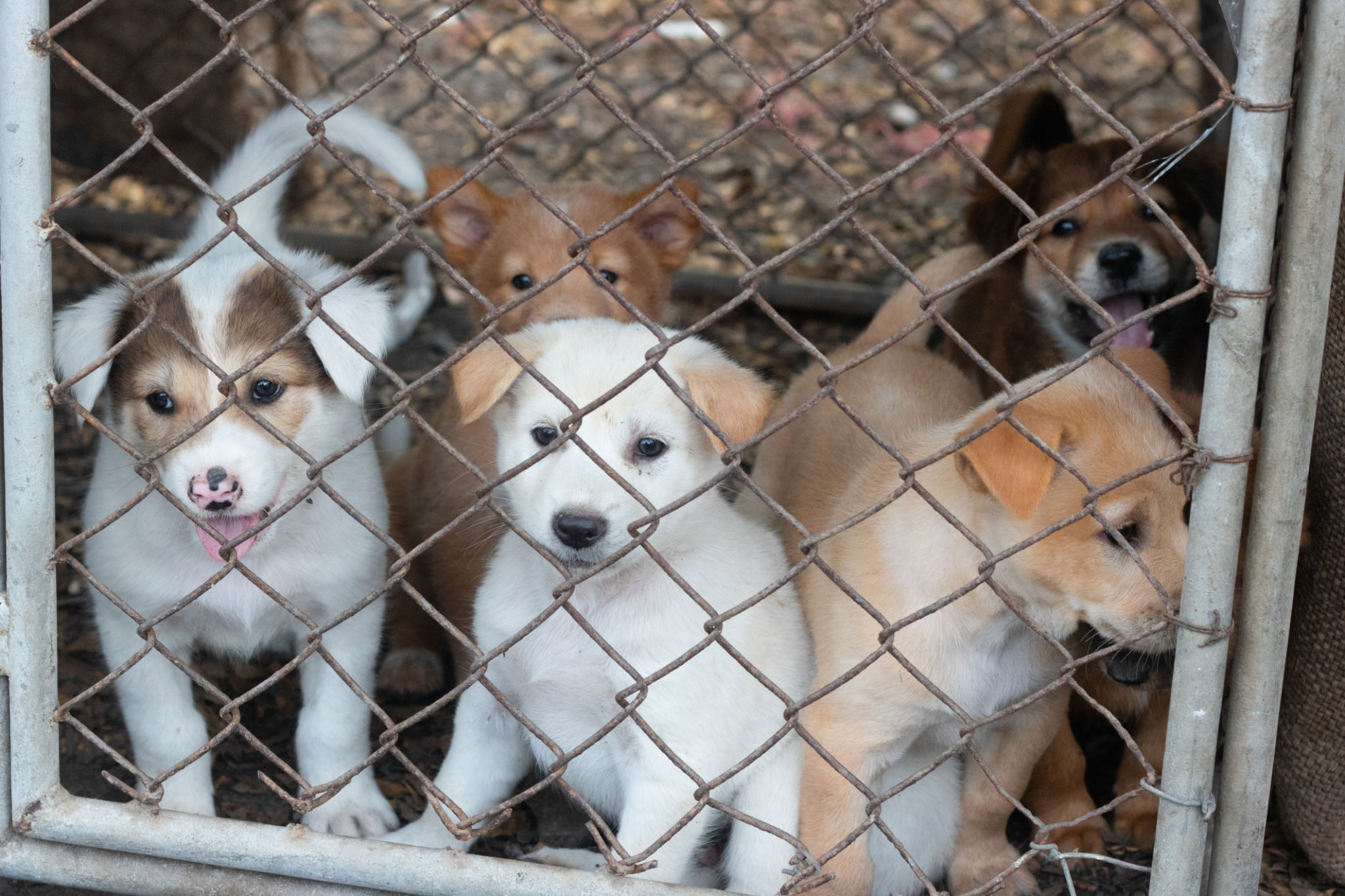 dog breeder