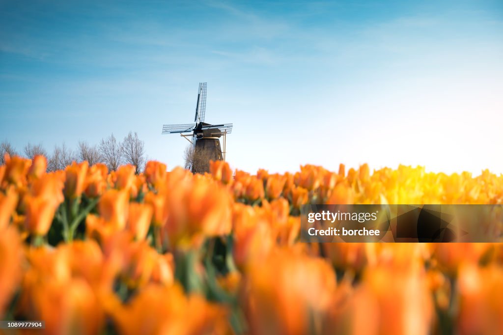 Windmill In Tulip Field