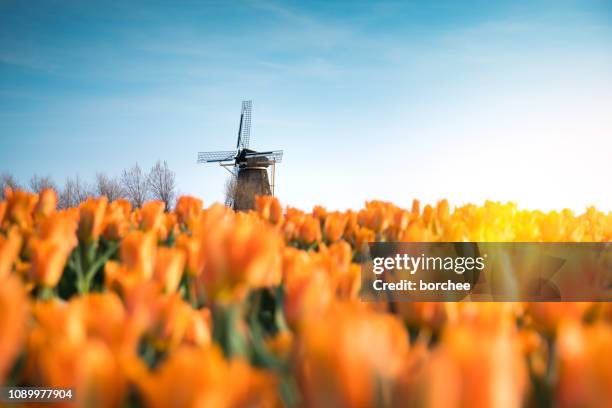 windmill in tulip field - orange tulips field stock pictures, royalty-free photos & images