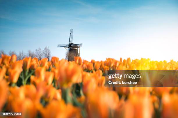 windmill in tulip field - water mill stock pictures, royalty-free photos & images