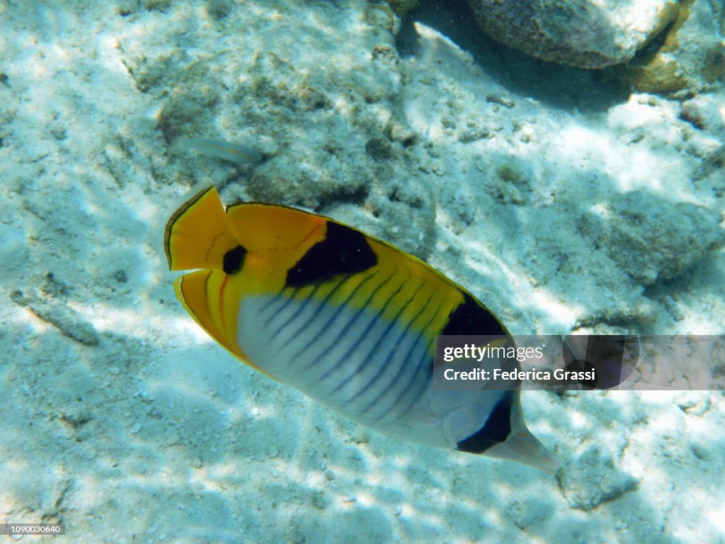 Double-saddle (Saddleback) Butterfly Fish (Chaetodon falcula)