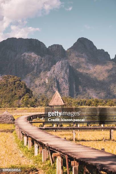 rice fields in laos with mountain during the dry season , southeast asia - vang vieng stockfoto's en -beelden