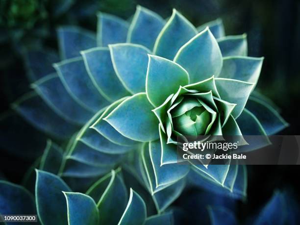 patterns in nature - houseleek - wachstum stock-fotos und bilder