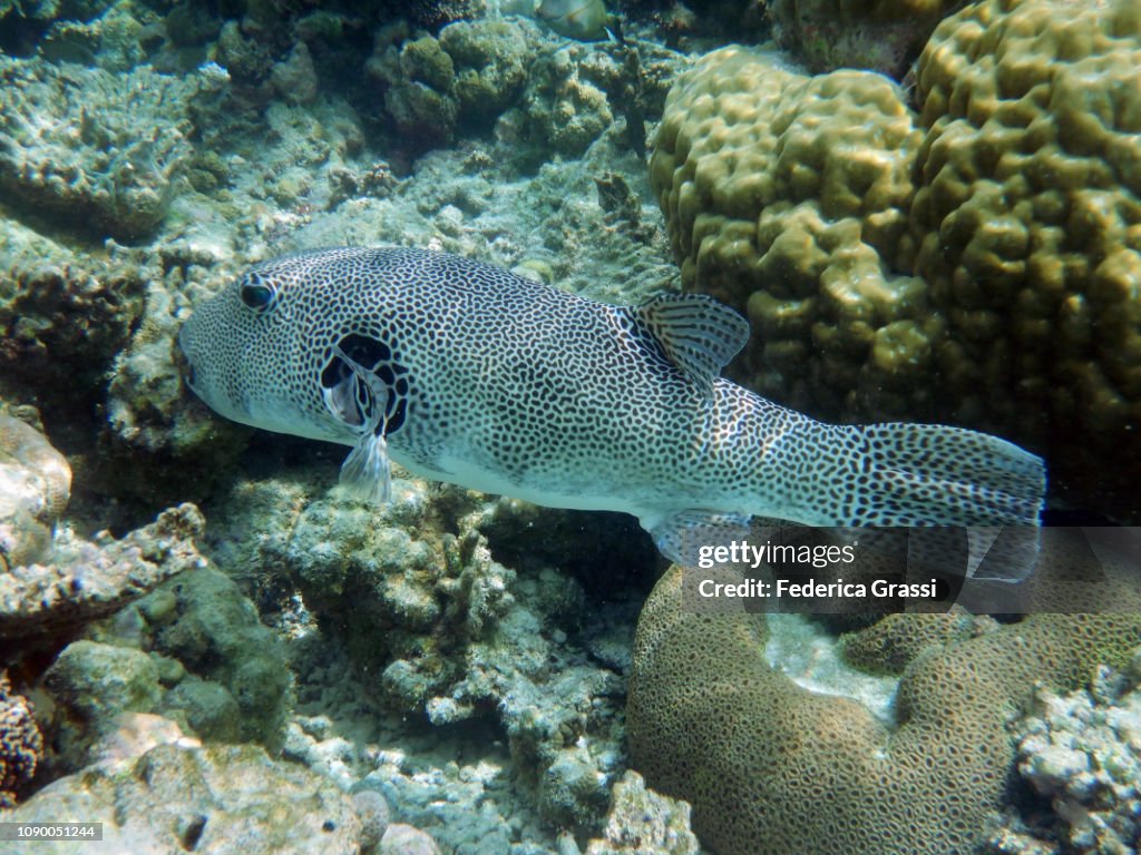 Map Puffer (Arothron Mappa)