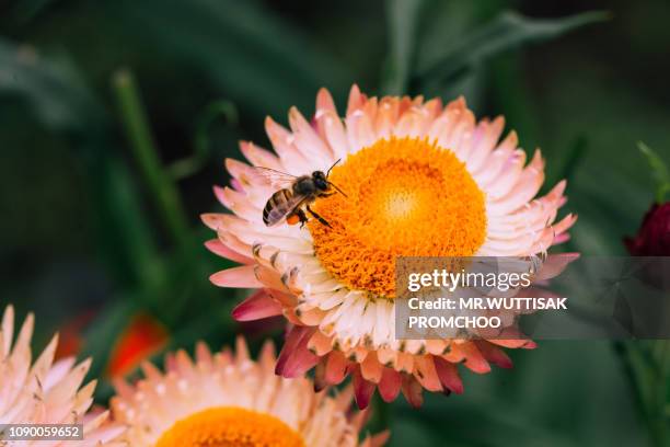 bumblebee pollination on flower. - giant bee stock pictures, royalty-free photos & images