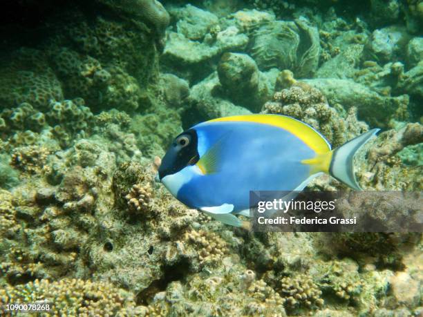 powder blue surgeonfish or blue tang fish (acanthurus leucosternon) - powder blue tang ストックフォトと画像