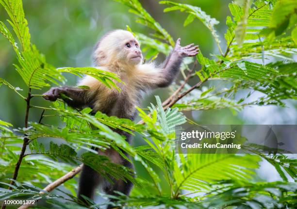 bebé de mono capuchino cara blanca en las copas de los árboles en el parque nacional tortuguero, costa rica - provincia de limón fotografías e imágenes de stock