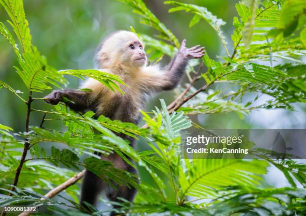 white-faced capuchin monkey baby in treetops  at tortuguero national park, costa rica - costa rica stock pictures, royalty-free photos & images