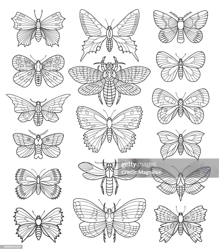 Butterfly Vector Doodle Set
