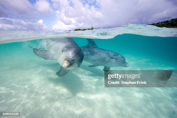 bottlenose dolphin under the surface. - delphine stock-fotos und bilder