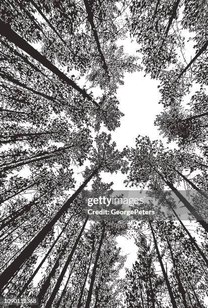 stockillustraties, clipart, cartoons en iconen met kijken op pine forest met fisheye-lens - wide angle