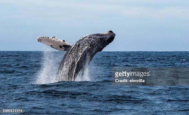 humpback whale breaching in sea of cortez, mexico - salto de baleia imagens e fotografias de stock