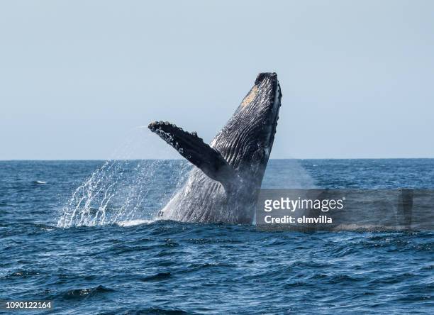 humpback whale breaching in sea of cortez, mexico - mar de cortês imagens e fotografias de stock