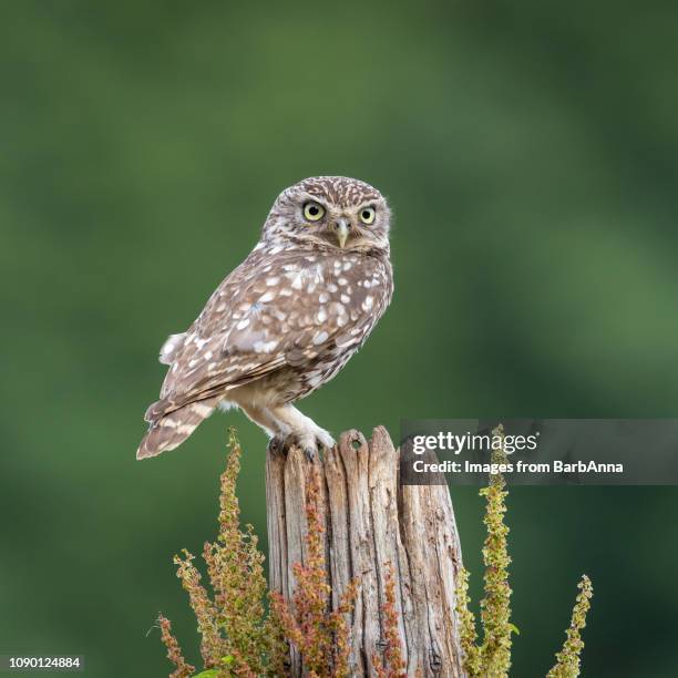 little owl perched on a tree trunk -  taken in the wild from a hide, uk - gufo foto e immagini stock