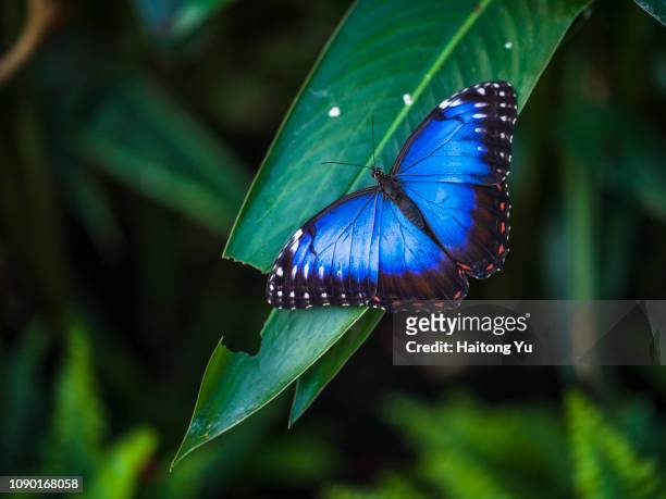 blue morpho butterfly - morpho butterfly stock-fotos und bilder