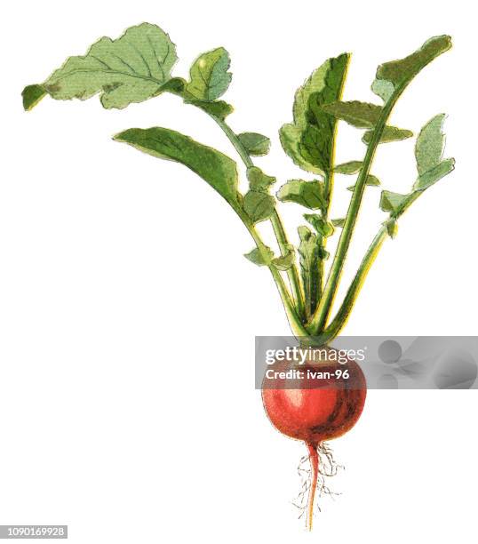 radish - radish stock illustrations