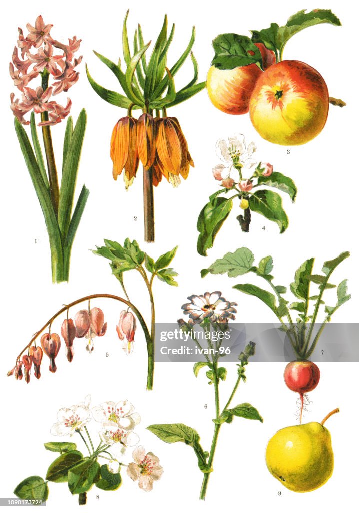 Medicinal and Herbal Plants