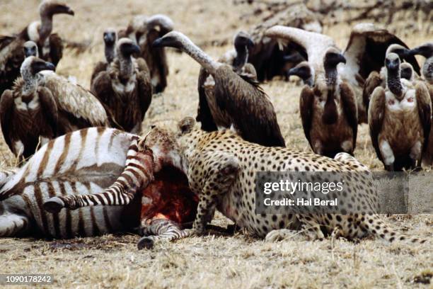 cheetah eating zebra kill - cheetah zebras stockfoto's en -beelden