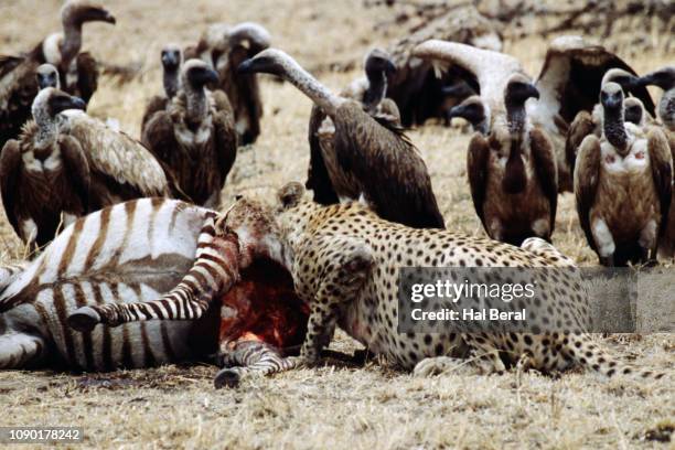 cheetah eating zebra kill - cheetah zebras stock pictures, royalty-free photos & images