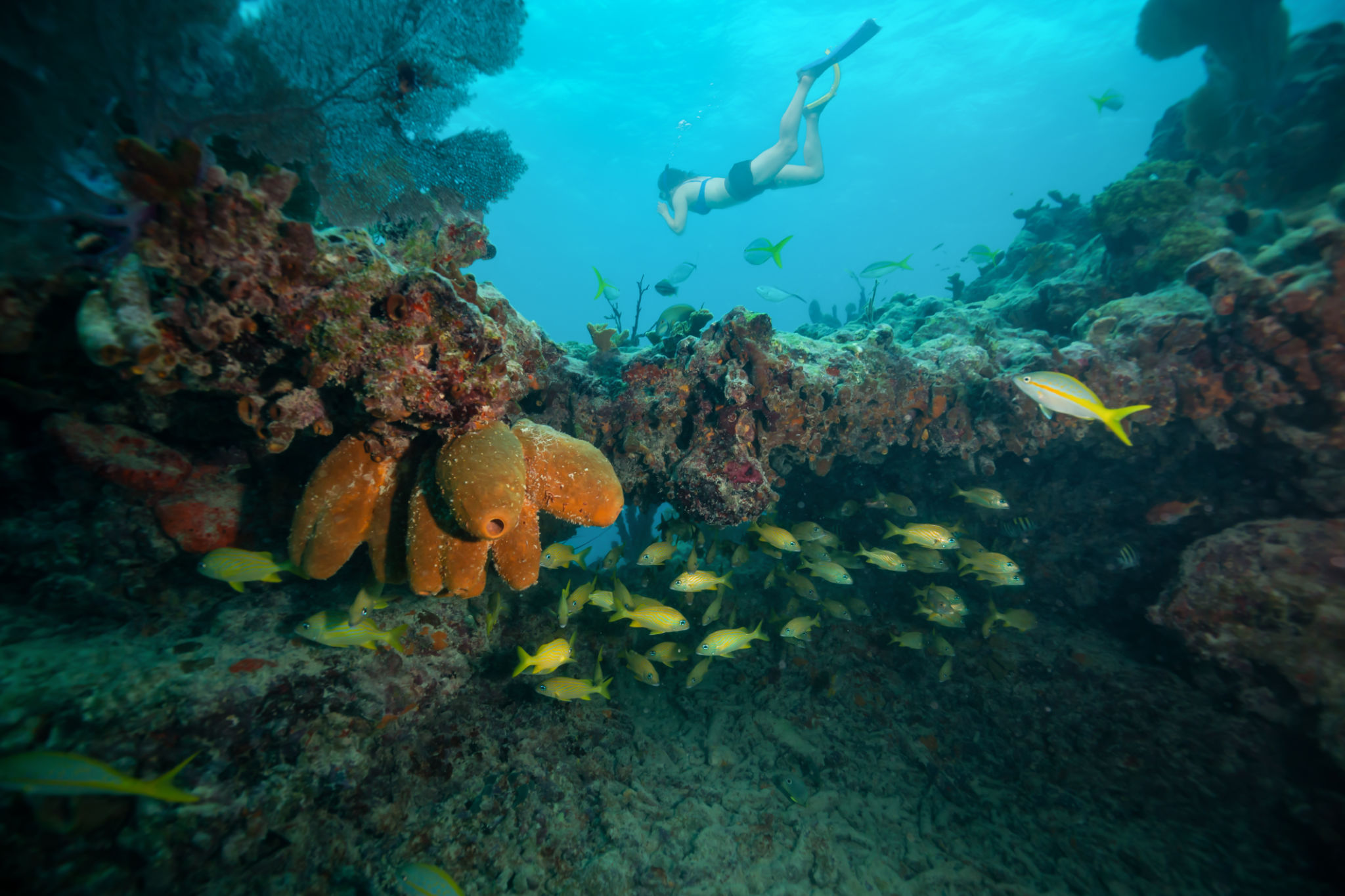 snorkeling florida