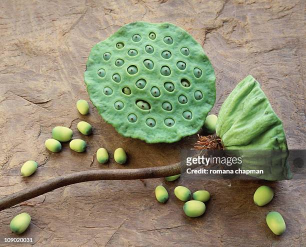 seeds and pods of nelumbo nucifera, lotus - lotus foto e immagini stock