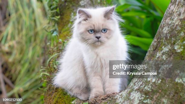 portrait of himalayan young cat sitting on a tree - himalayan cat stock pictures, royalty-free photos & images