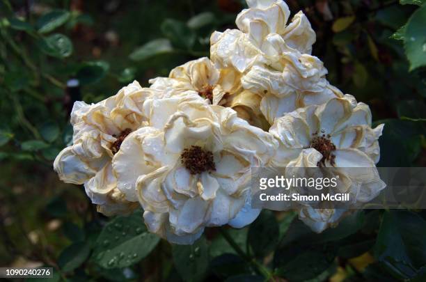 wilted and sun dried flowers requiring dead-heading on a rose bush - summer heading stock pictures, royalty-free photos & images