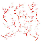 Vector illustrations set of veins and vessel, red capillaries, blood arteries isolated on white background.