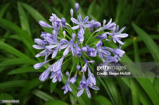 purple agapanthus flower head - agapanthus stock pictures, royalty-free photos & images