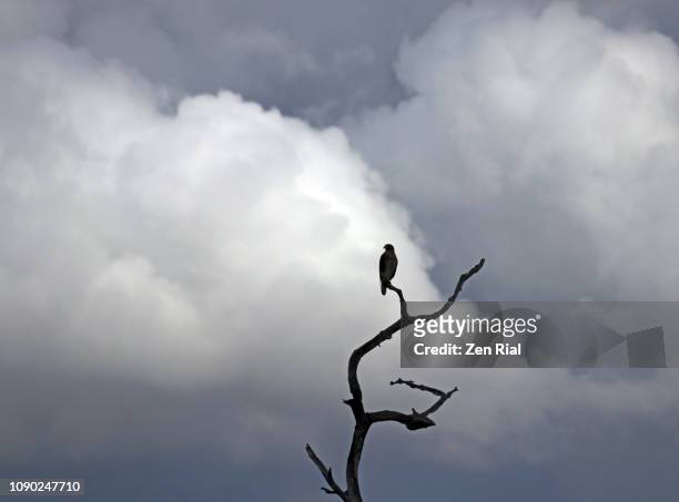 silhouette of a single hawk perching on a bare tree against puffy white clouds - américa del norte fotografías e imágenes de stock