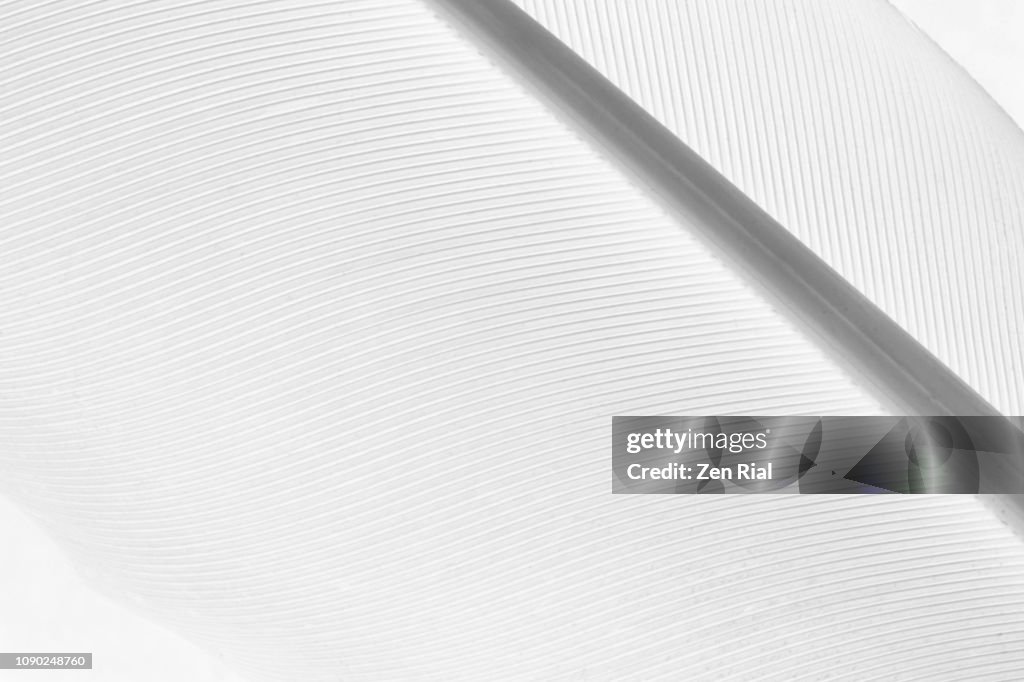 Extreme close up of a single white feather