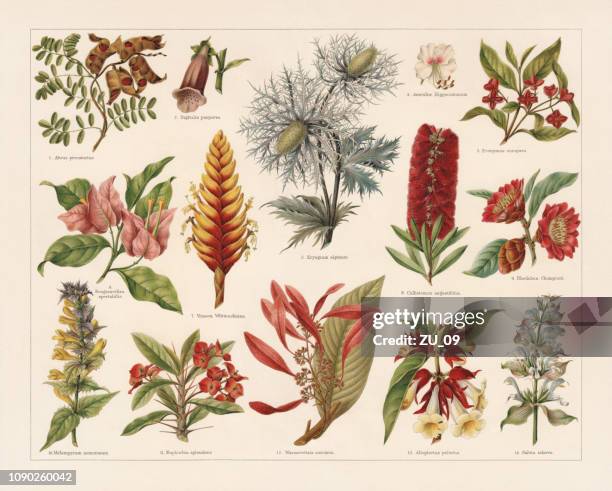 tropic, evergreen, and poisonous plants, chromolithograph, published in 1897 - red salvia stock illustrations