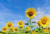 Beautiful sunflower on blue sky,