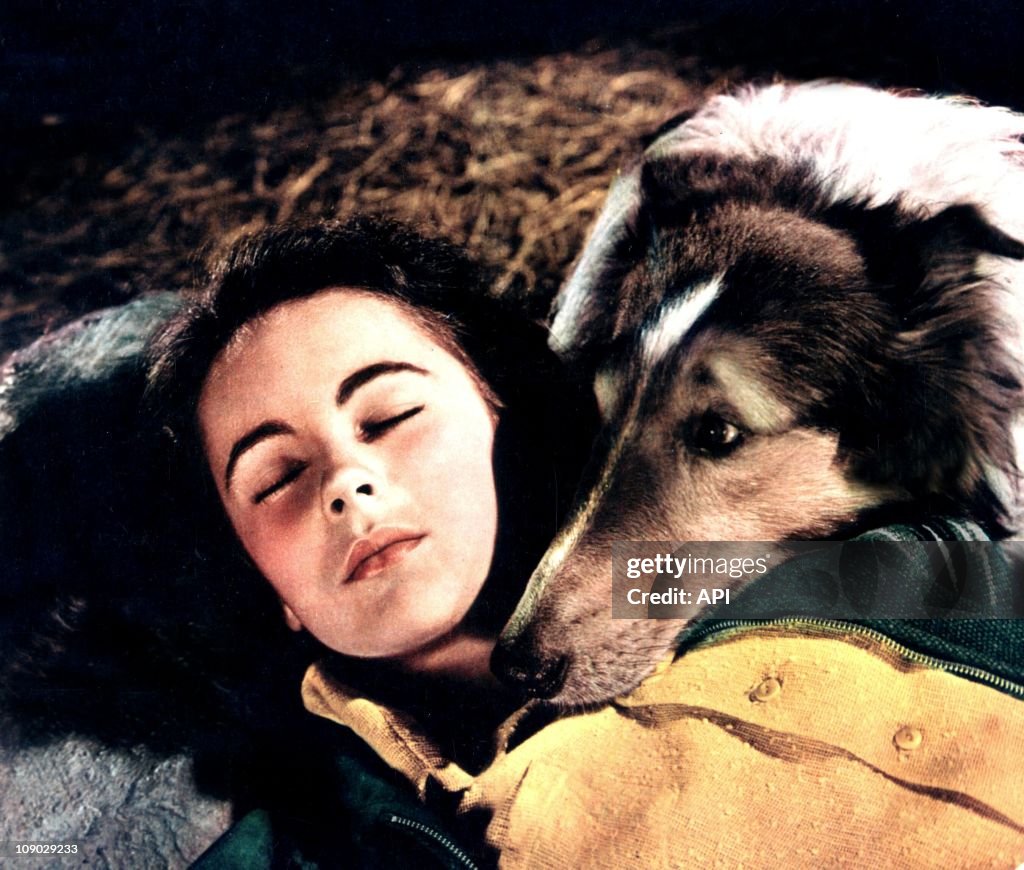 Elizabeth Taylor and Lassie Dog In The Film 'COURAGE OF LASSIE' directed by WILCOX