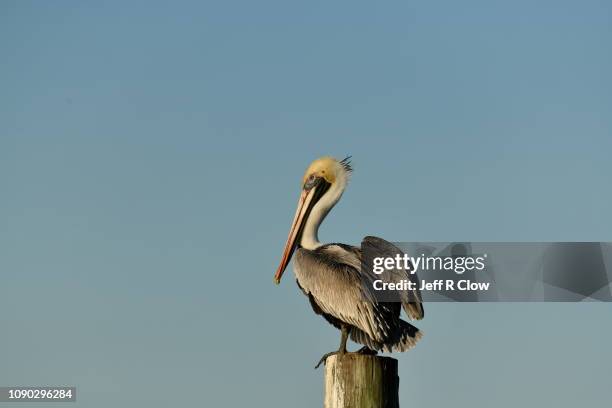 brown pelican standing on a pier pole - pelican stock pictures, royalty-free photos & images