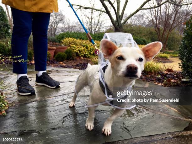 small dog on leash in clear raincoat - raincoat stockfoto's en -beelden