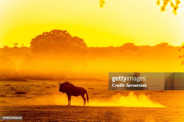 gnus stehend in staubigen kalahari-dämmerung - botswana stock-fotos und bilder