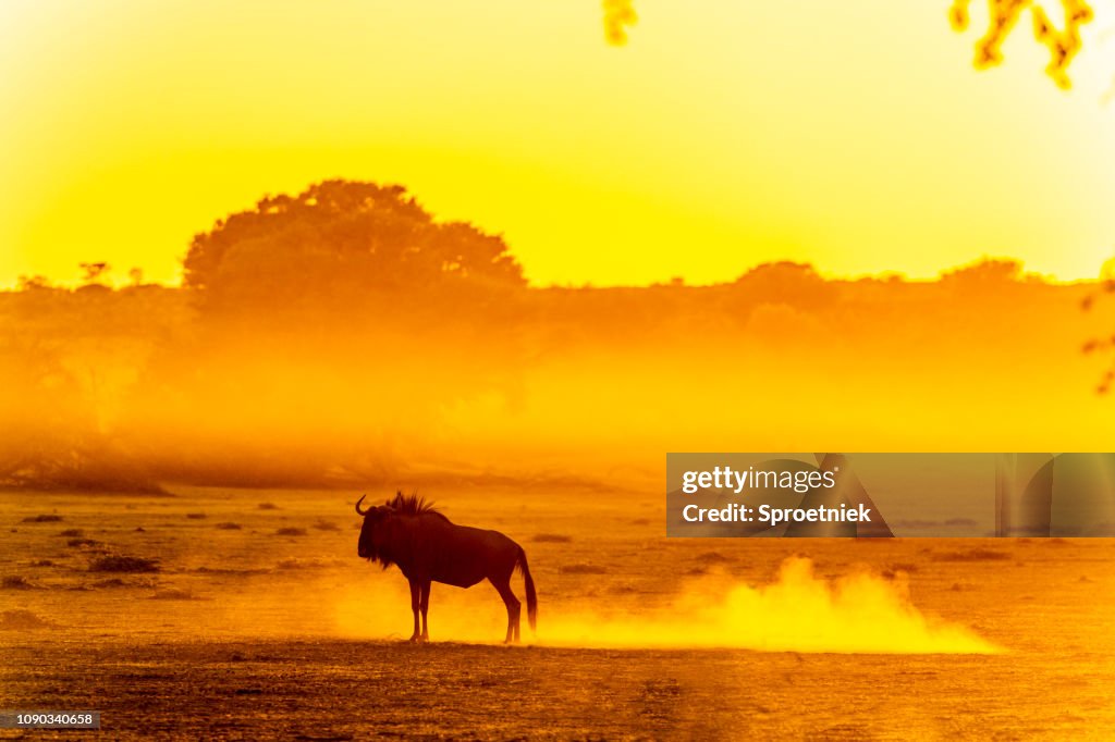 Pie de ñus en polvo Kalahari amanecer