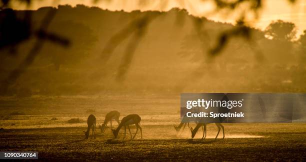 springbok grazing at dawn - kalahari gemsbok national park stock pictures, royalty-free photos & images