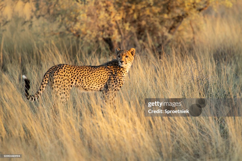 Young cheetah on the hunt in the Kalahari