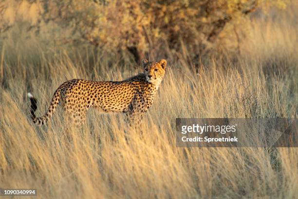 young cheetah on the hunt in the kalahari - kalahari gemsbok national park stock pictures, royalty-free photos & images