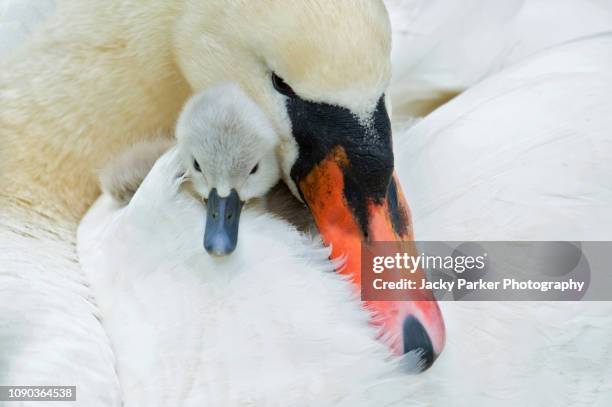 close-up image of a mute swan and cygnet - cygnus olor, cuddled up together - abbotsbury stock pictures, royalty-free photos & images