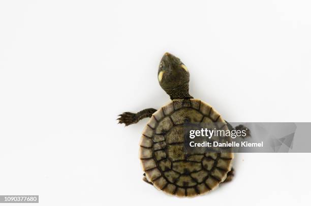 baby turtle climbing, on white - tortoise photos et images de collection