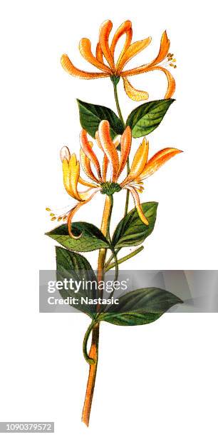 lonicera periclymenum, common names honeysuckle, common honeysuckle, european honeysuckle or woodbine - honeysuckle stock illustrations