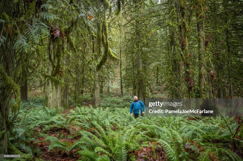 Winter Forest Bathing, Mature Man Hiking Looking up at Trees