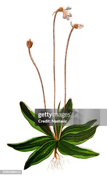 pinguicula vulgaris, the common butterwort - pinguicula vulgaris stock illustrations