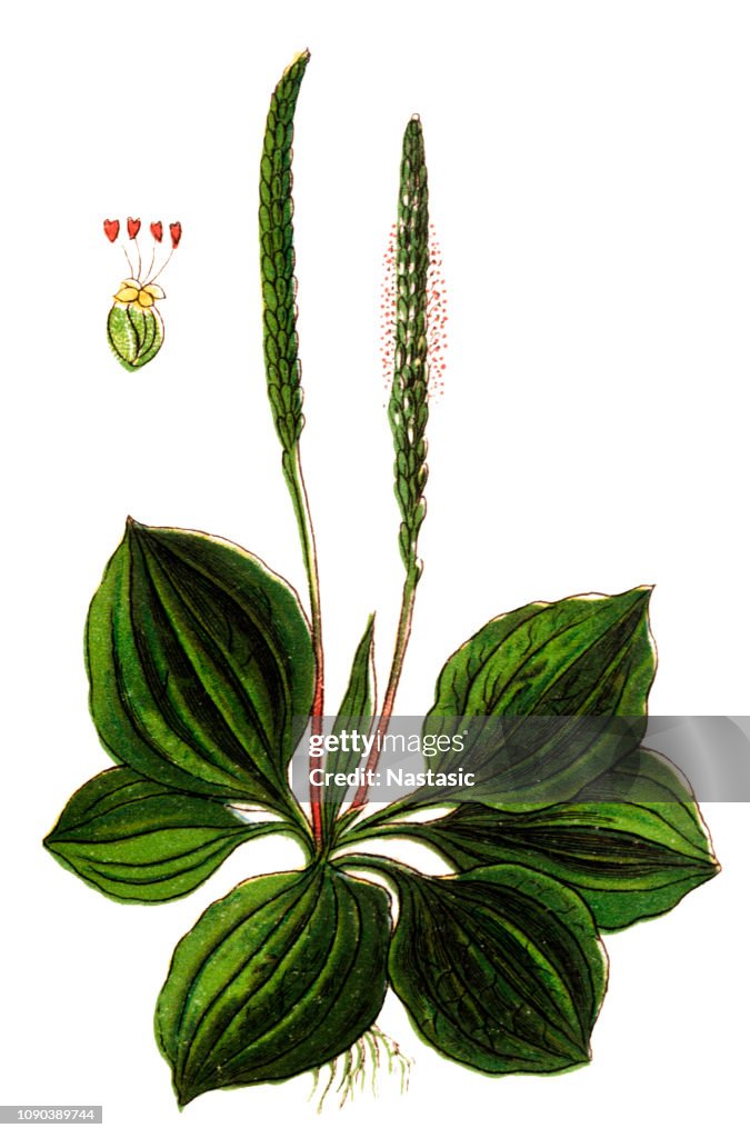 Plantago major (broadleaf plantain, white man's foot, or greater plantain)