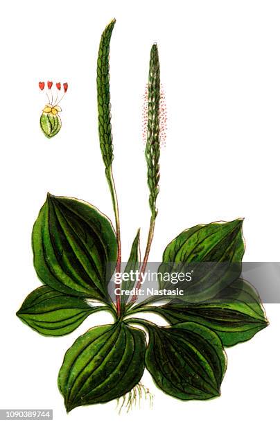 plantago major (broadleaf plantain, white man's foot, or greater plantain) - plantago major stock illustrations