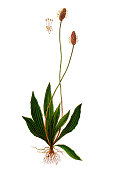 Plantago lanceolata ,ribwort plantain, narrowleaf plantain, English plantain, ribleaf and lamb's tongue