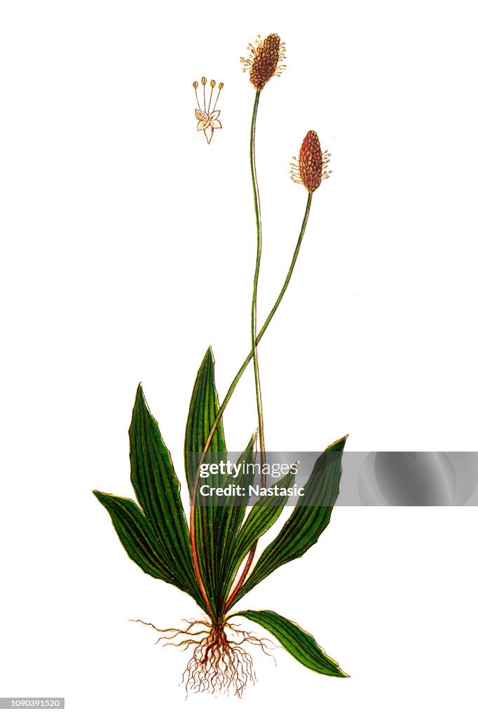 Plantago lanceolata ,ribwort plantain, narrowleaf plantain, English plantain, ribleaf and lamb's tongue